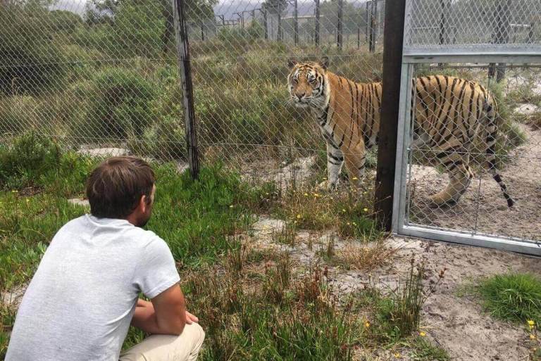 Looking eye to eye with Rays the tiger